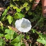 Convolvulus silvaticusFlor