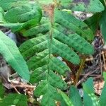 Polypodium vulgare Ліст