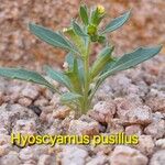 Hyoscyamus pusillus Лист