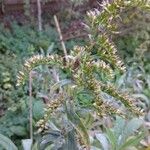 Solidago giganteaBlomst