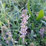 Thymus pulegioidesFiore