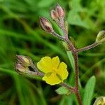 Helianthemum salicifolium Květ