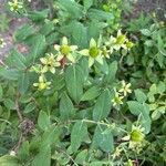 Hypericum hircinum Blad