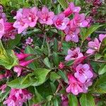 Weigela floridaBlomma