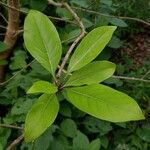 Chionanthus virginicus Blad