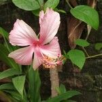 Hibiscus rosa-sinensis Flors