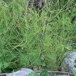 Equisetum fluviatile Frunză