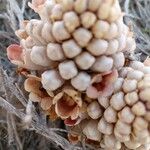 Cistanche tubulosa Blüte
