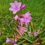 Watsonia borbonica പുഷ്പം