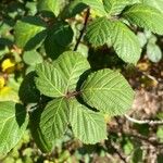 Rubus discolor برگ