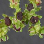 Chenopodium polyspermum Frukt