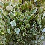 Peperomia scandens Leaf