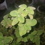 Coleus barbatus Liść