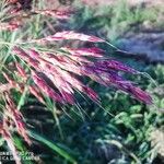 Sorghum halepense Blomst