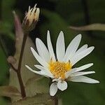 Eurybia divaricata Flower