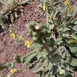 Verbascum sinaiticum Sonstige