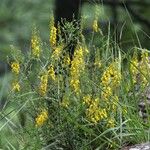 Cytisus nigricans Habit