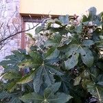 Fatsia japonica Leht