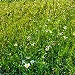 Leucanthemum ircutianum Квітка