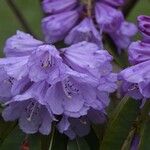 Rhododendron davidi