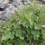 Adenostyles alpina Likasa