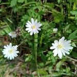 Anemone apennina Flor