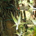 Aerangis bouarensis Flower