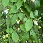 Philadelphus inodorus Blad