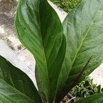 Anthurium jenmanii Leaf