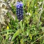 Muscari neglectumFlower