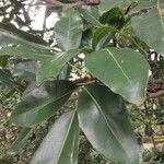 Tabebuia heterophylla Leaf