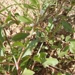 Oxygonum sinuatum অভ্যাস