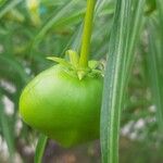 Thevetia peruviana Fruit