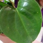 Peperomia obtusifolia Leaf