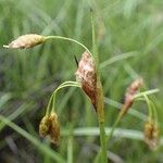 Eriophorum latifolium 果実