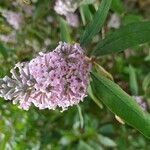 Buddleja officinalis Flor