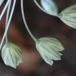 Allium oporinanthum Kukka