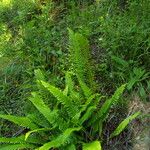 Blechnum spicant 葉