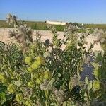 Nonea vesicaria Hoja