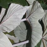 Cecropia insignis Hoja