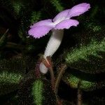 Episcia lilacina Flower