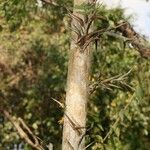 Acacia cornigera چھال