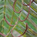 Calamus deerratus Lorea