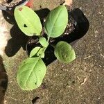 Nicotiana rustica List