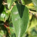 Jasminum laurifolium Leaf