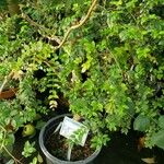Plinia cauliflora Облик