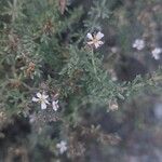 Frankenia corymbosa Otro