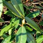 Rhododendron minus Habitat