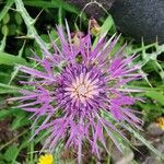 Galactites tomentosusപുഷ്പം