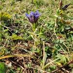 Gentiana septemfida Blodyn